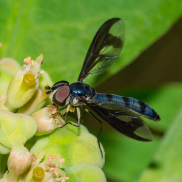 صورة Ocyptamus cylindricus (Fabricius 1781)