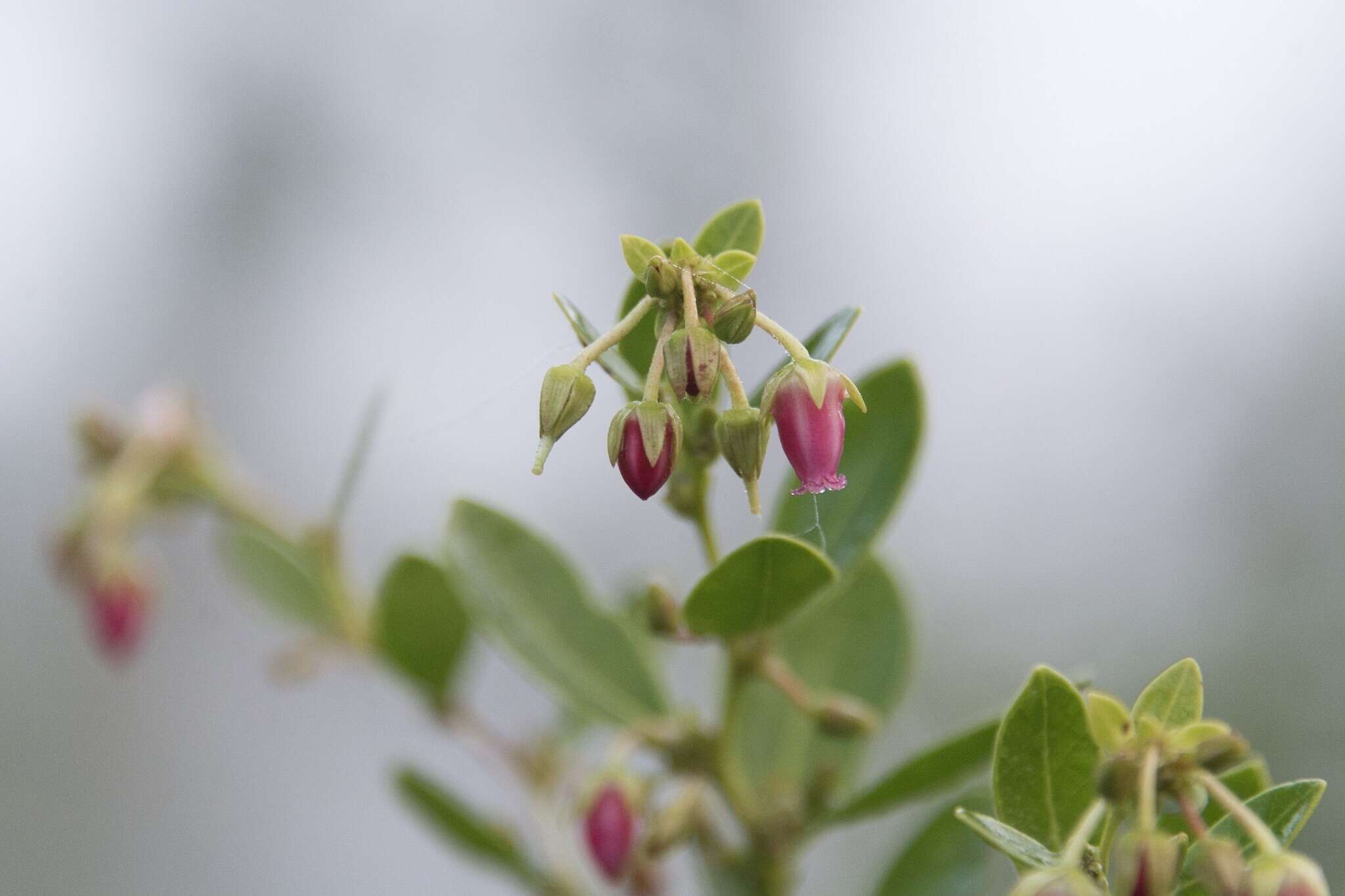 Lyonia lucida (Lam.) C. Koch resmi