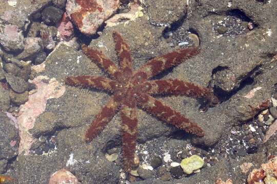 Image of Coscinasterias acutispina (Stimpson 1862)