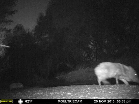 Image of peccaries