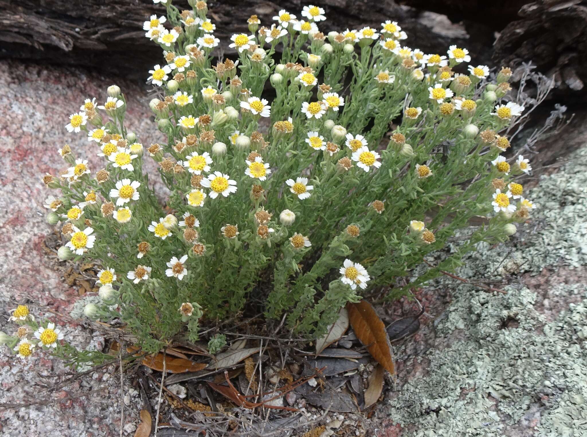 Imagem de Perityle coronopifolia A. Gray