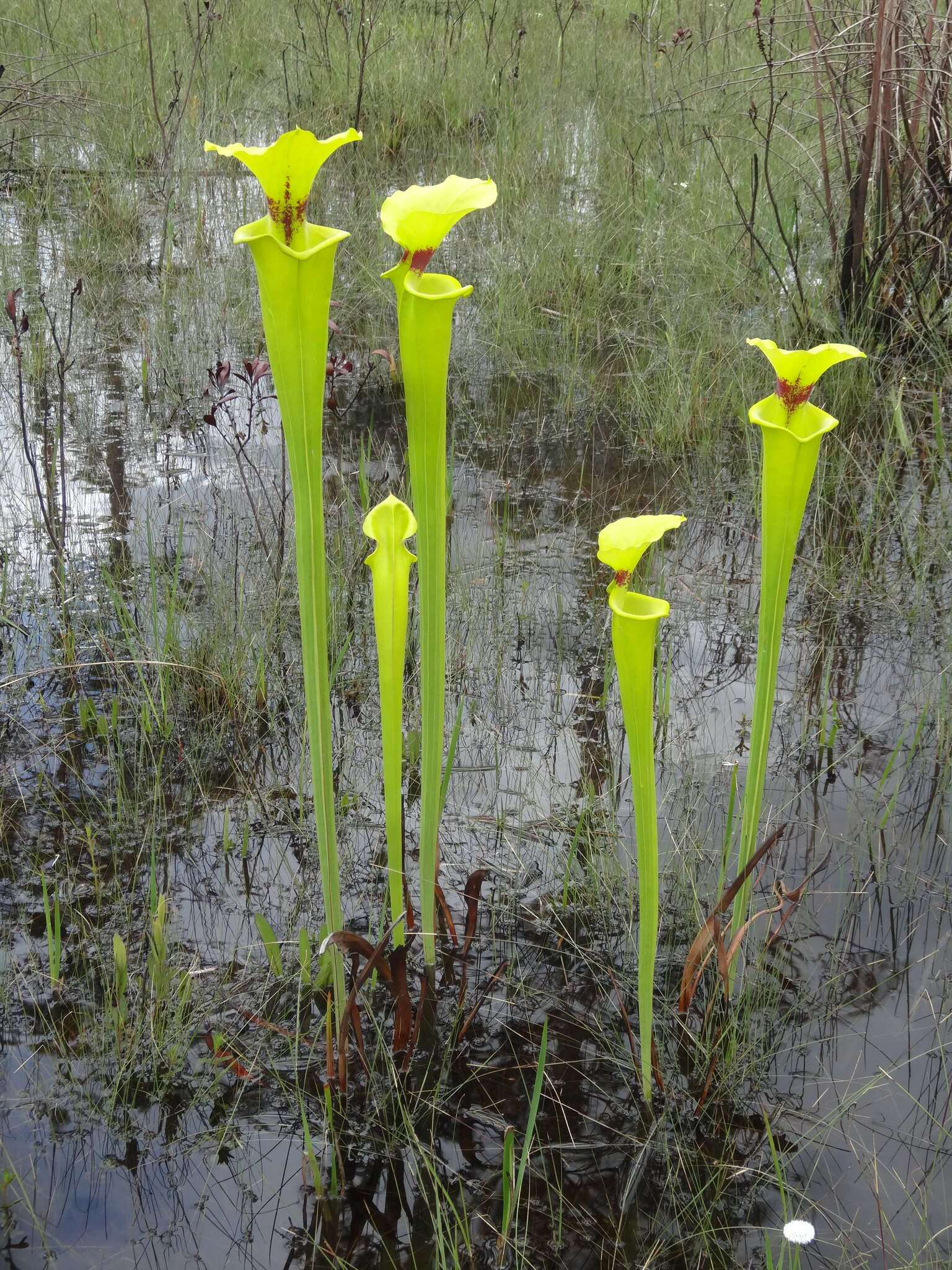 Image of Sarracenia flava var. rugelii (Shuttlew. ex DC.) Mast.