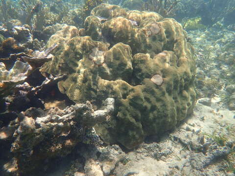 Image of Mountainous Star Coral