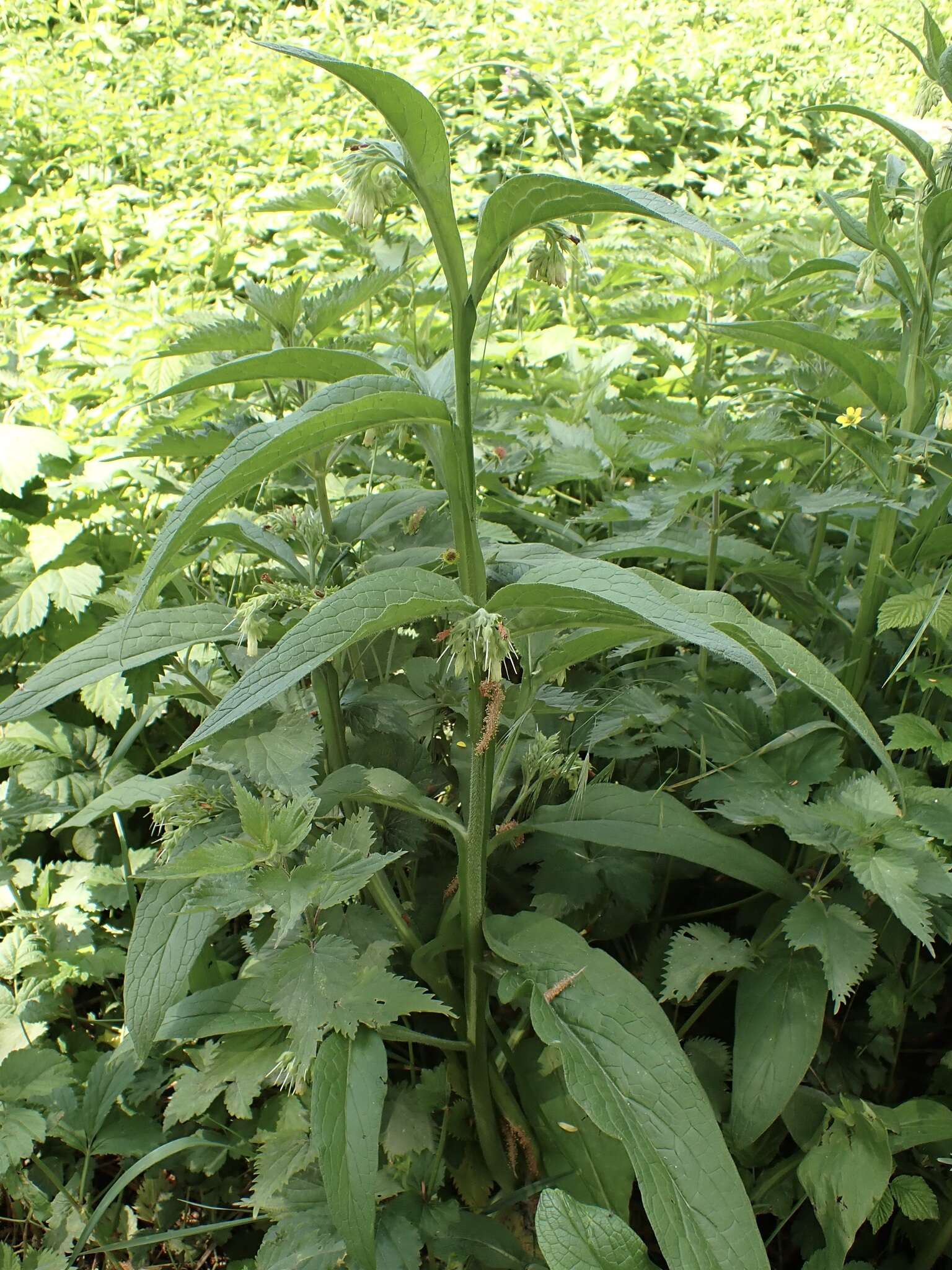 Image of Symphytum officinale subsp. bohemicum (F. W. Schmidt) Celak.