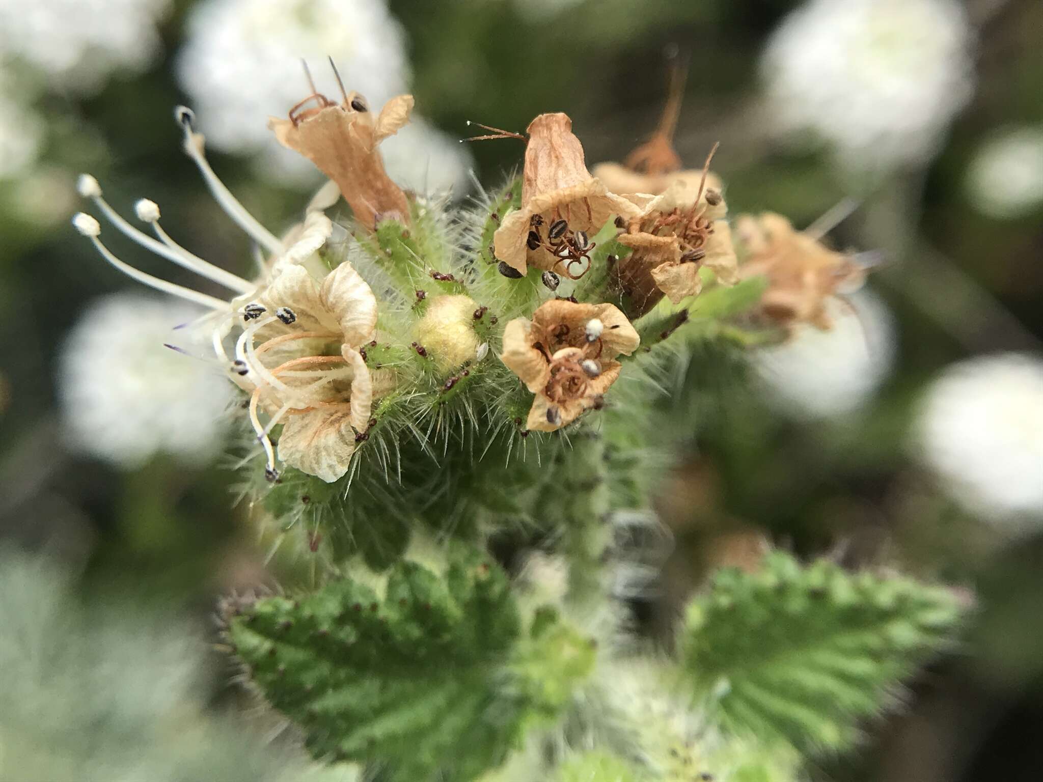 Image of stinging phacelia