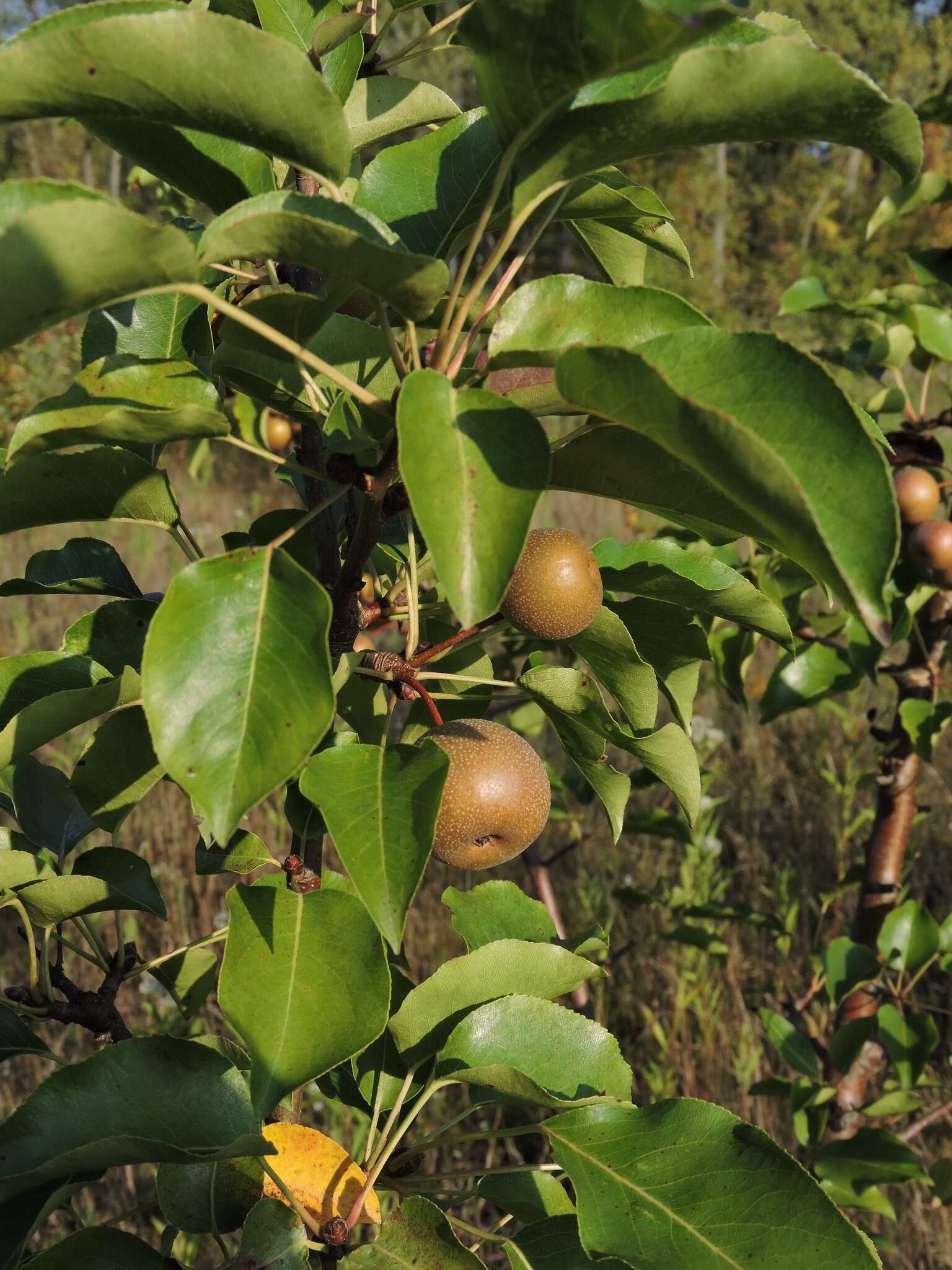 Plancia ëd Pyrus pyrifolia (Burm. fil.) Nakai