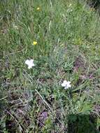 Imagem de Linum nervosum Waldst. & Kit.