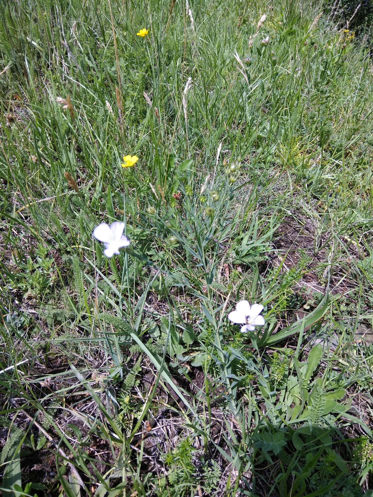 Imagem de Linum nervosum Waldst. & Kit.