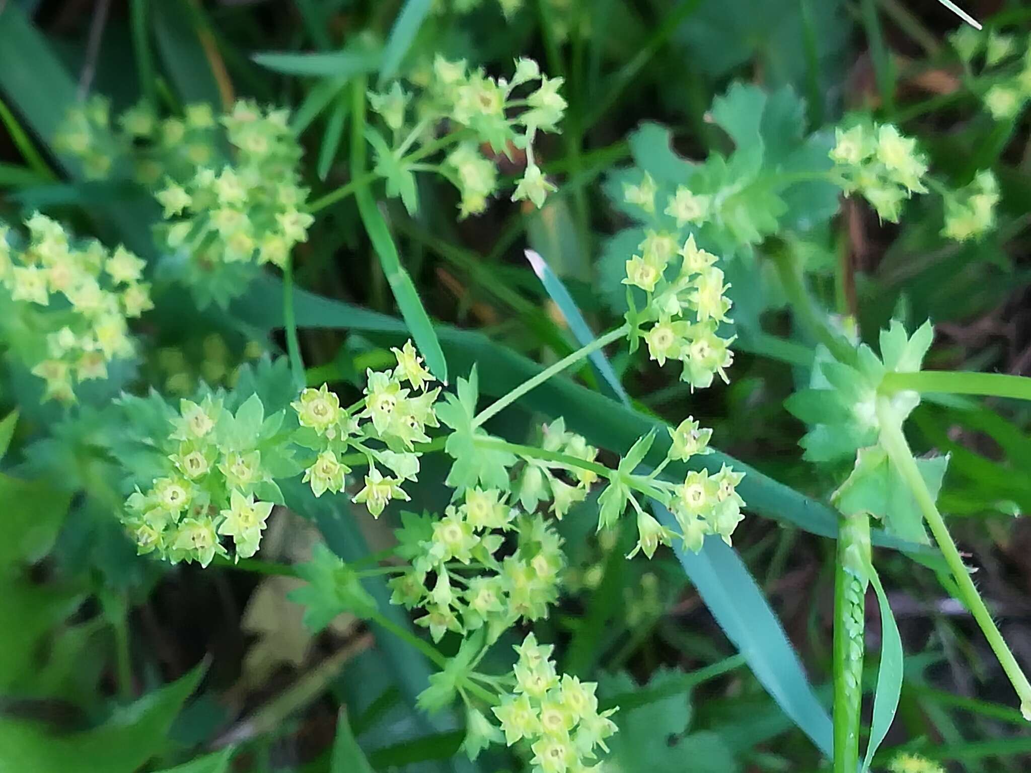 Image of broadtooth lady's mantle