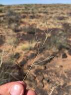 Image of spidergrass