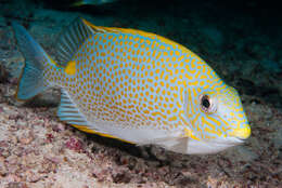 Image of Golden rabbitfish