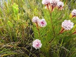 Imagem de Serruria phylicoides (Berg.) R. Br.