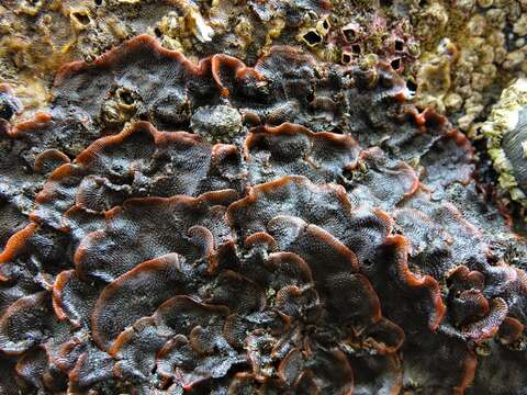 Image of Red ripple bryozoan