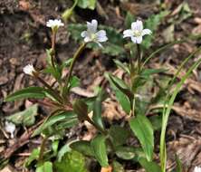 Image of White-Flower Willowherb