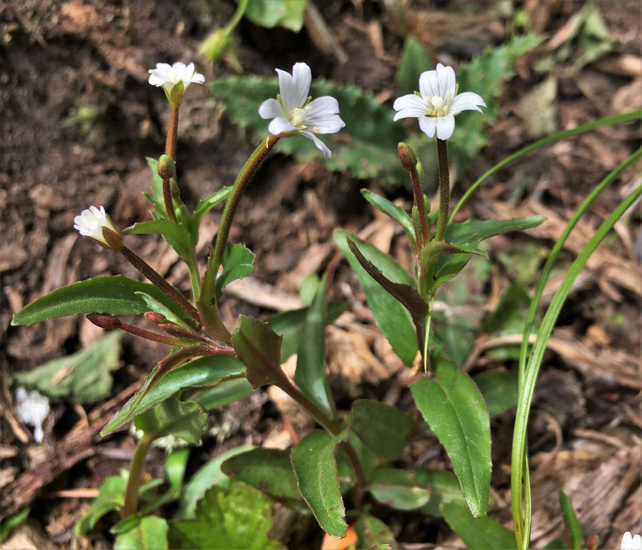 Imagem de Epilobium lactiflorum Hausskn.