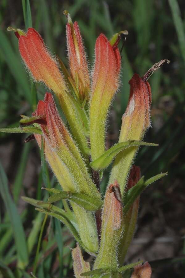 Image of Castilleja moranensis Kunth