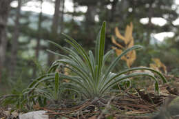 Слика од Onosma visianii G. C. Clementi