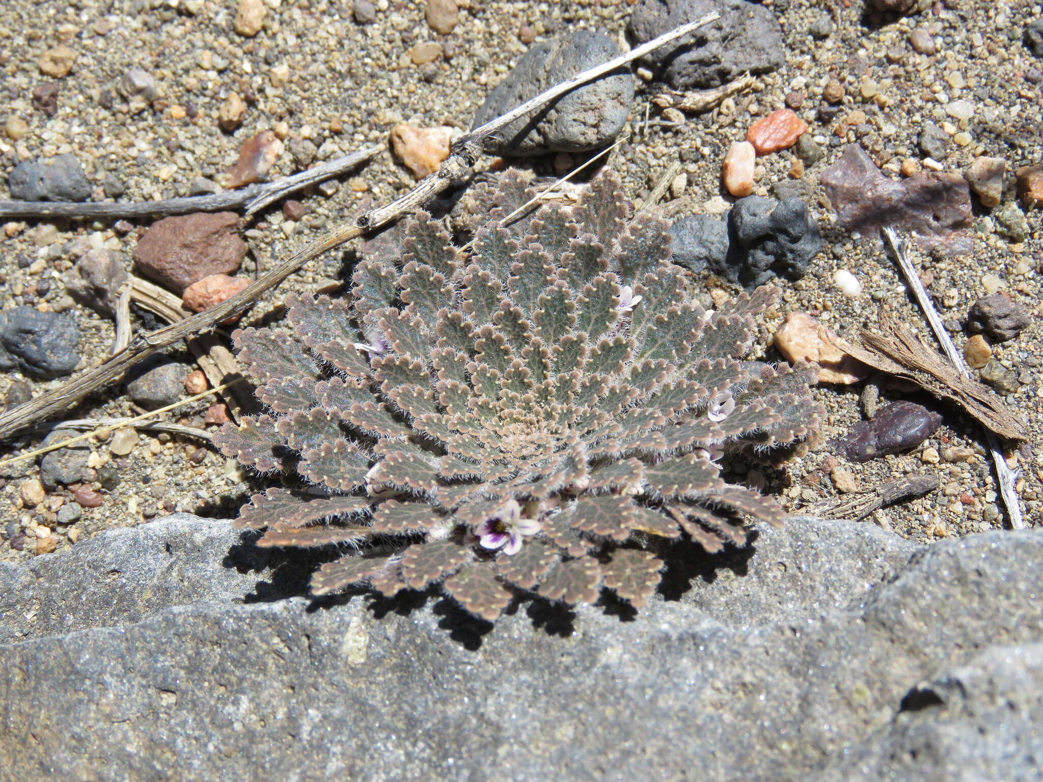 Image of Viola tectiflora W. Becker