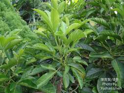 Image de Melicope semecarpifolia (Merr.) T. G. Hartley