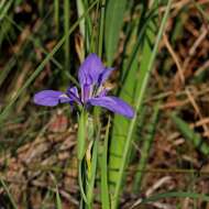 Image of giant blue iris