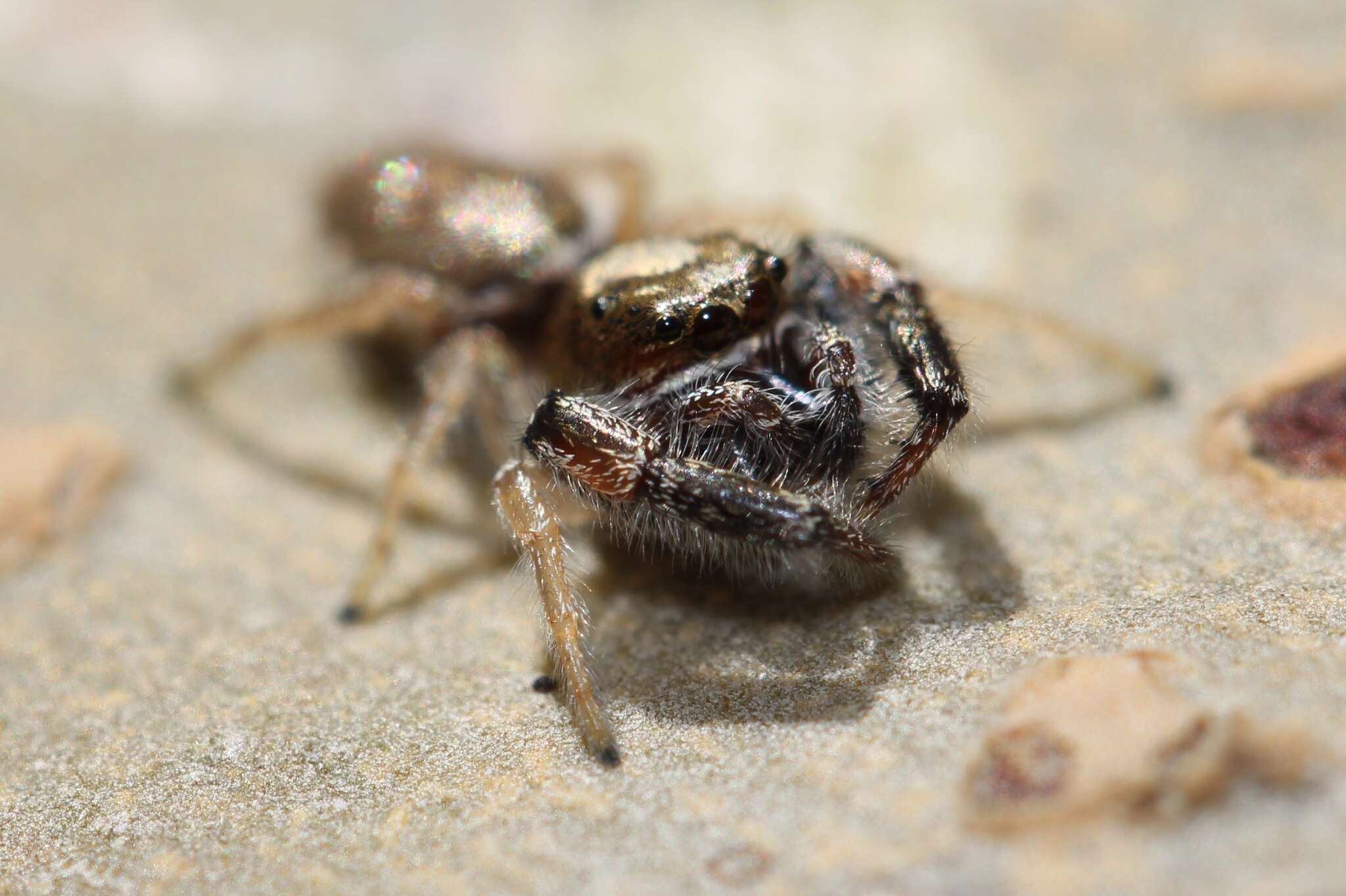 Plancia ëd Metaphidippus siticulosus (Peckham & Peckham 1909)