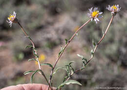 Image of Eaton's fleabane