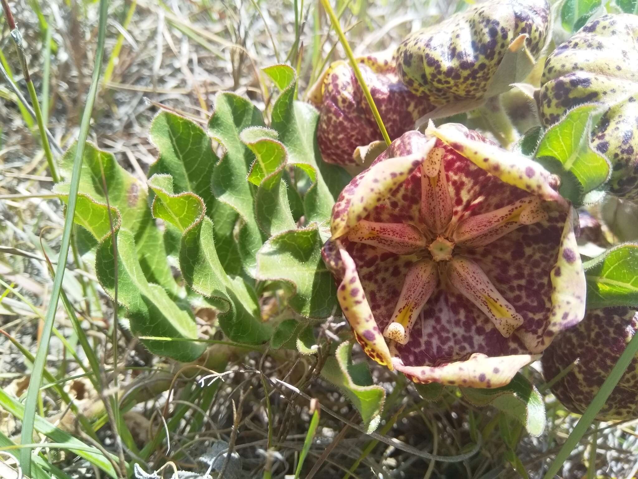 Image of Pachycarpus grandiflorus subsp. grandiflorus