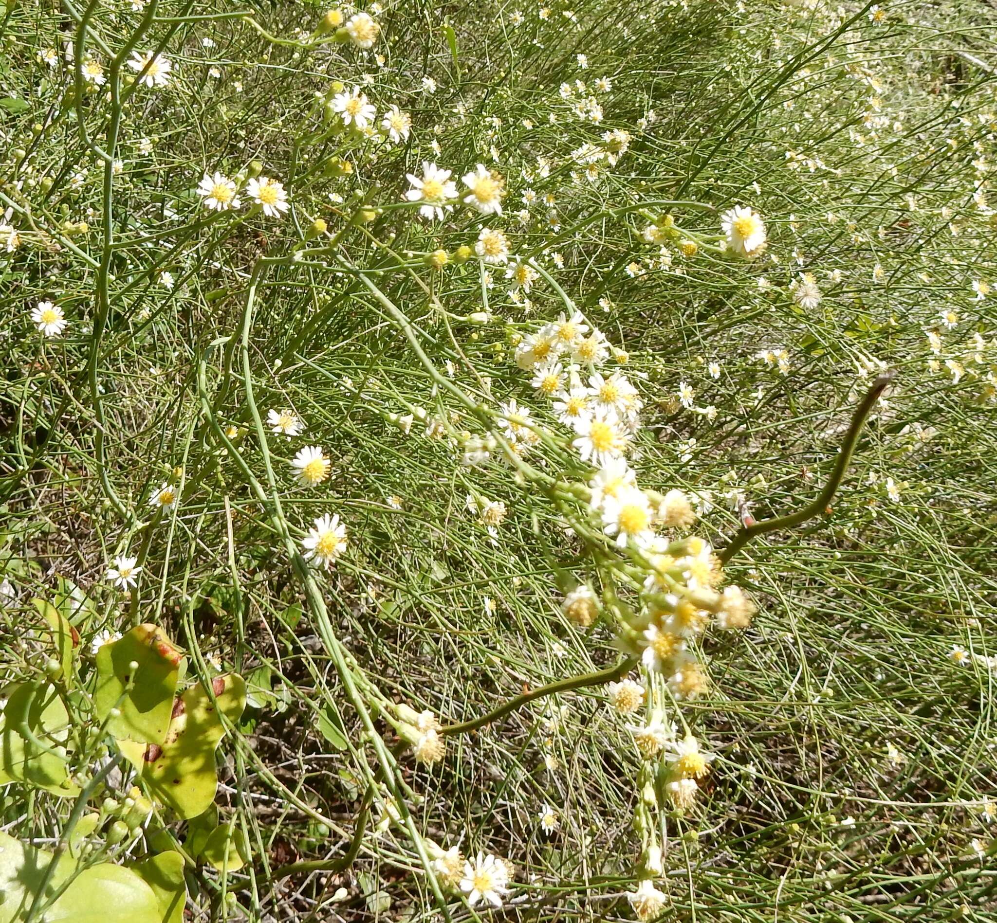 Image of Mexican-Devilweed