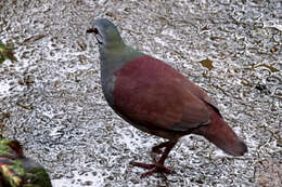 Image of Buff-fronted Quail-Dove