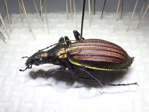 Image of Carabus (Acoptolabrus) gehinii Fairmaire 1876