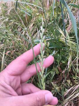 Image of Italian Rye Grass