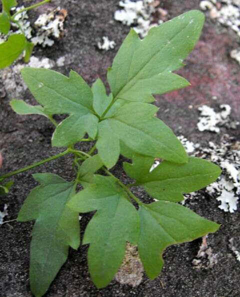 Image of Clematis fawcettii F. Müll.