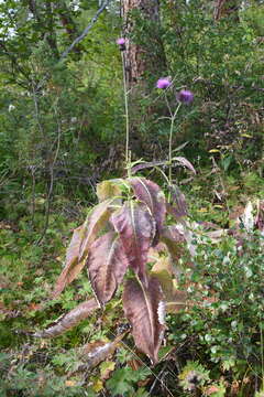 Image of melancholy thistle