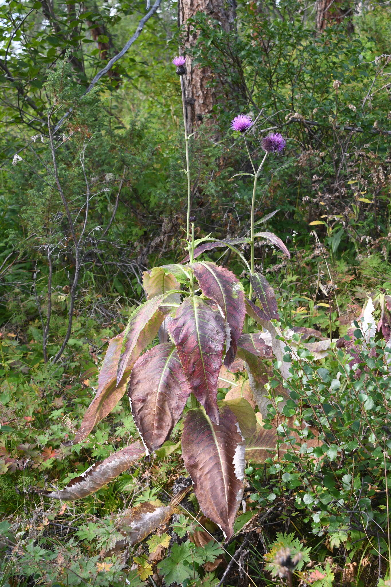 Слика од Cirsium helenioides (L.) Hill