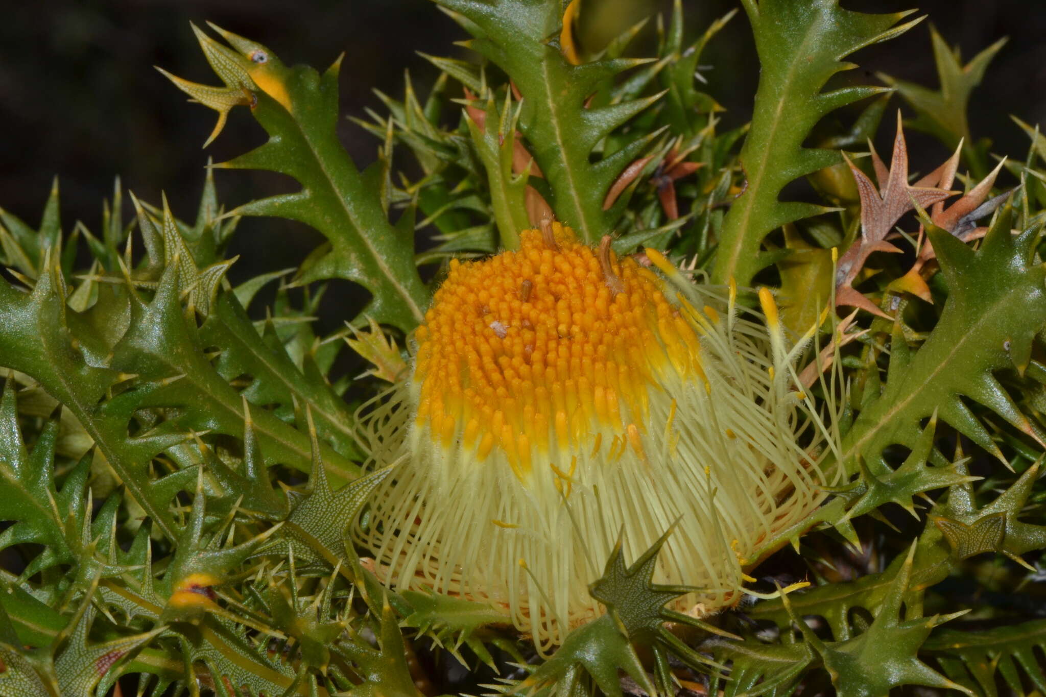 Image of Banksia falcata (R. Br.) A. R. Mast & K. R. Thiele