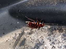 Image of Australian cockroach