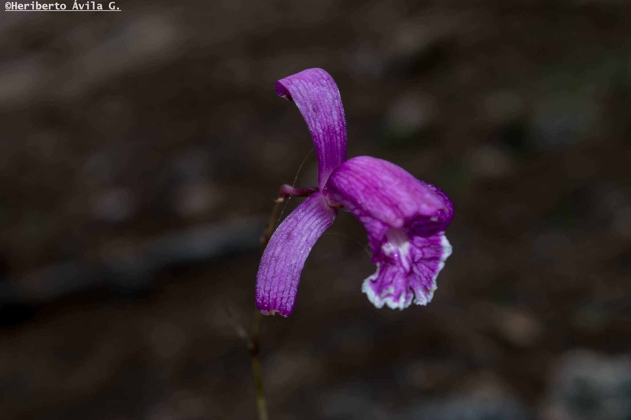 Image of Bletia ensifolia L. O. Williams