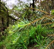 Image of graceful wattle