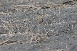 Image of Oriental Skylark