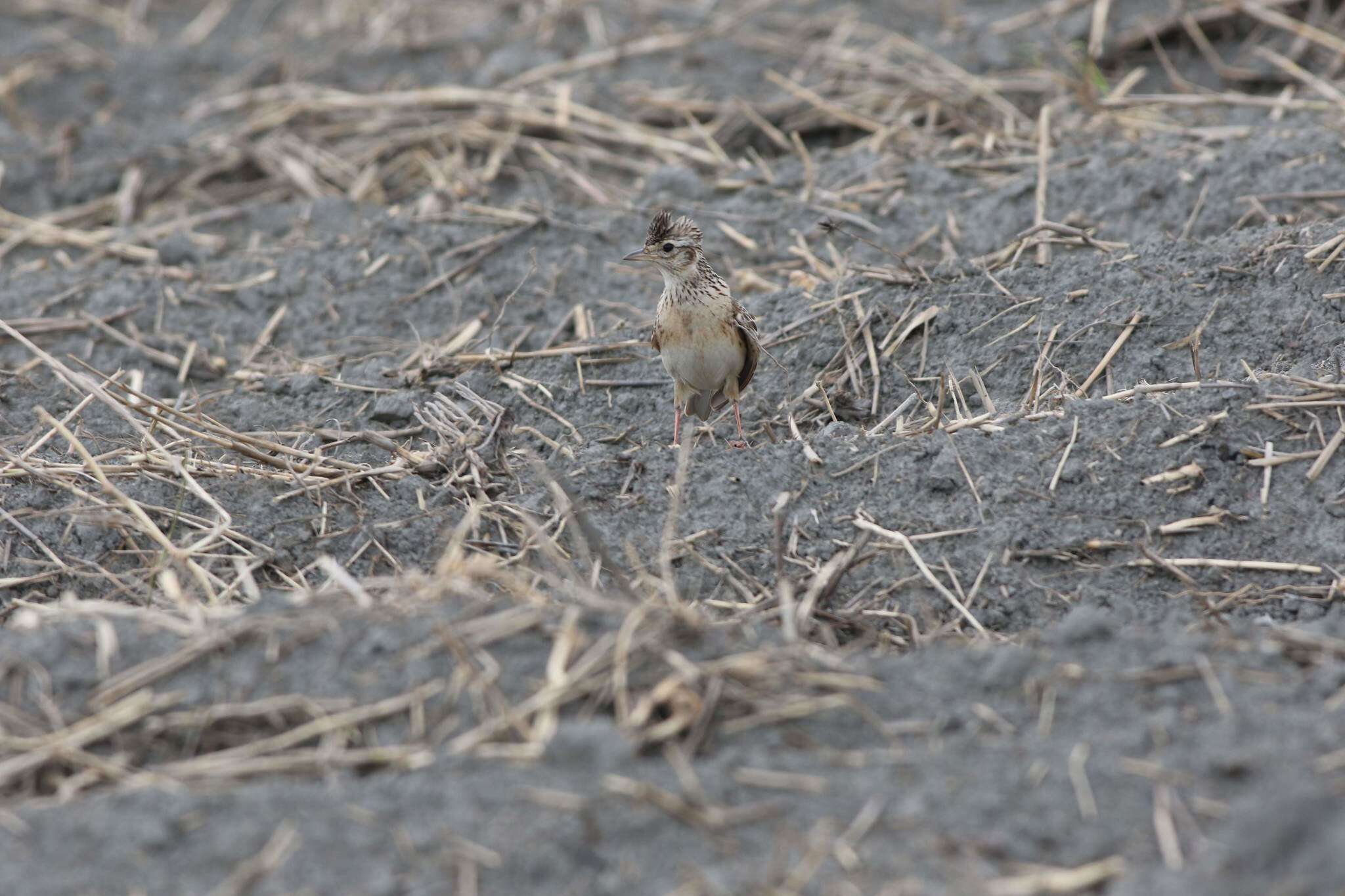 Image of Oriental Skylark