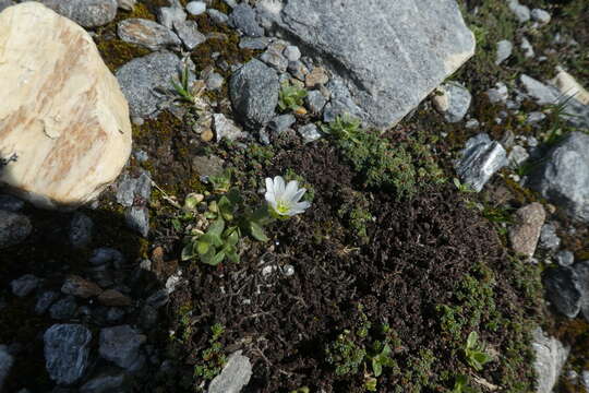 Image of One-flowered Mouse-ear