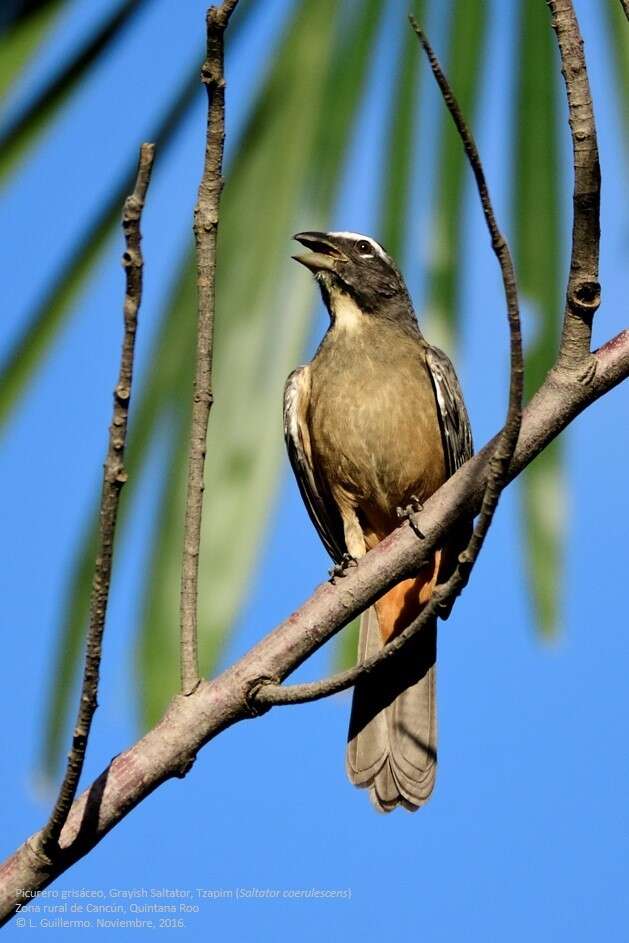 Image of Cinnamon-bellied Saltator