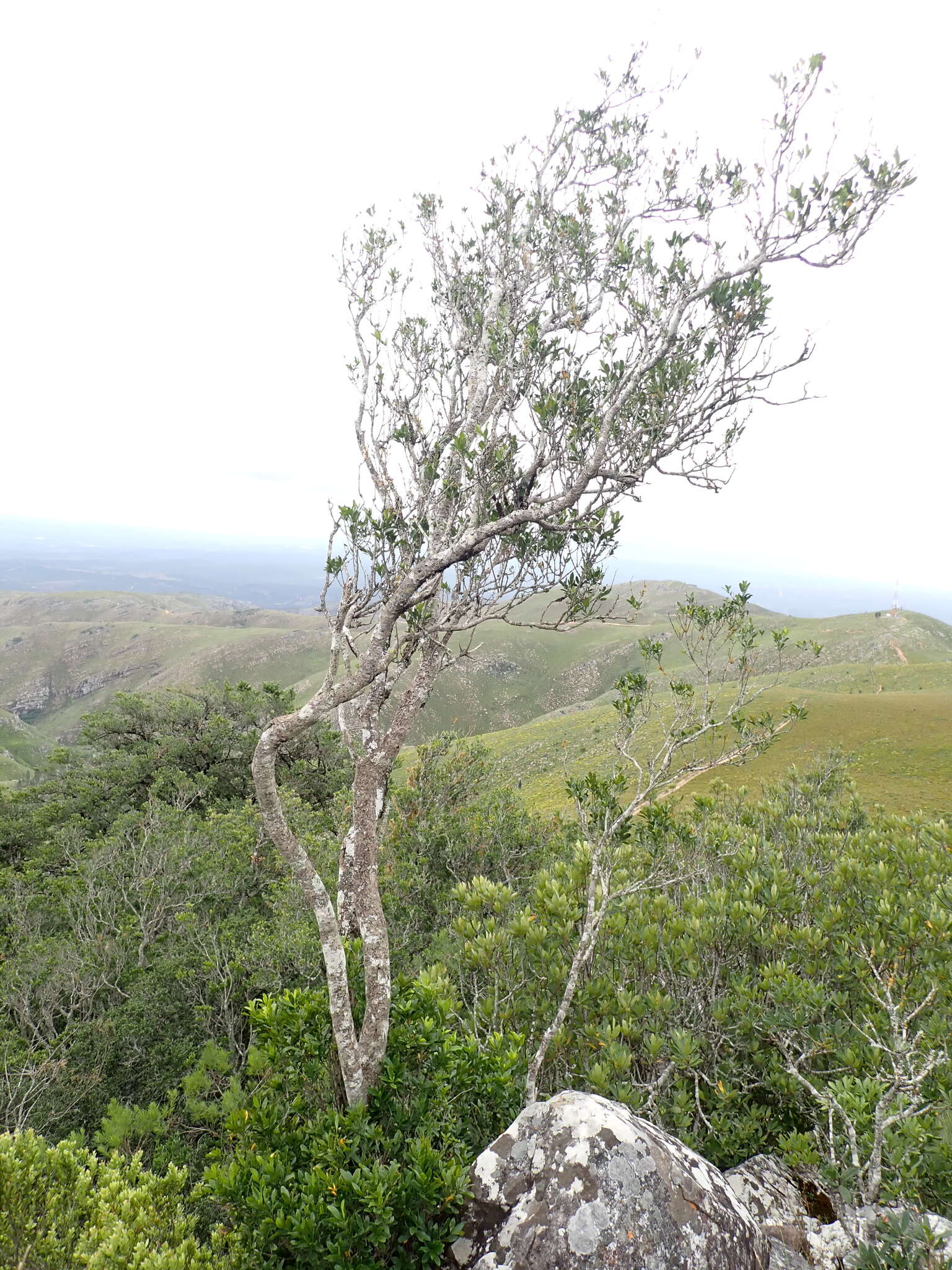 Imagem de Gonioma