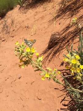 Image of Brenda's yellow cryptantha