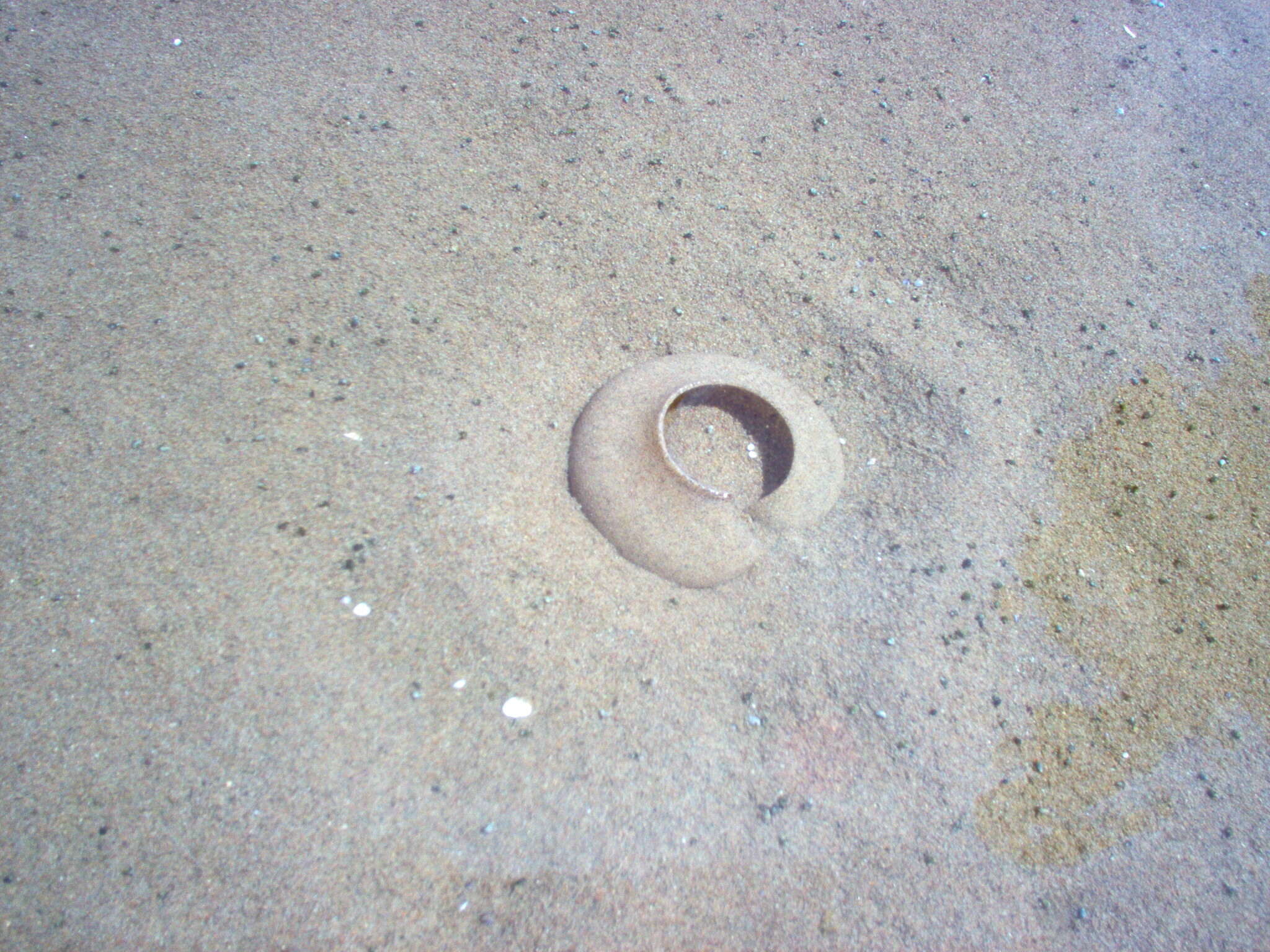 Image of common northern moonsnail