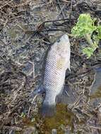 Image of False yellowjacket cichlid