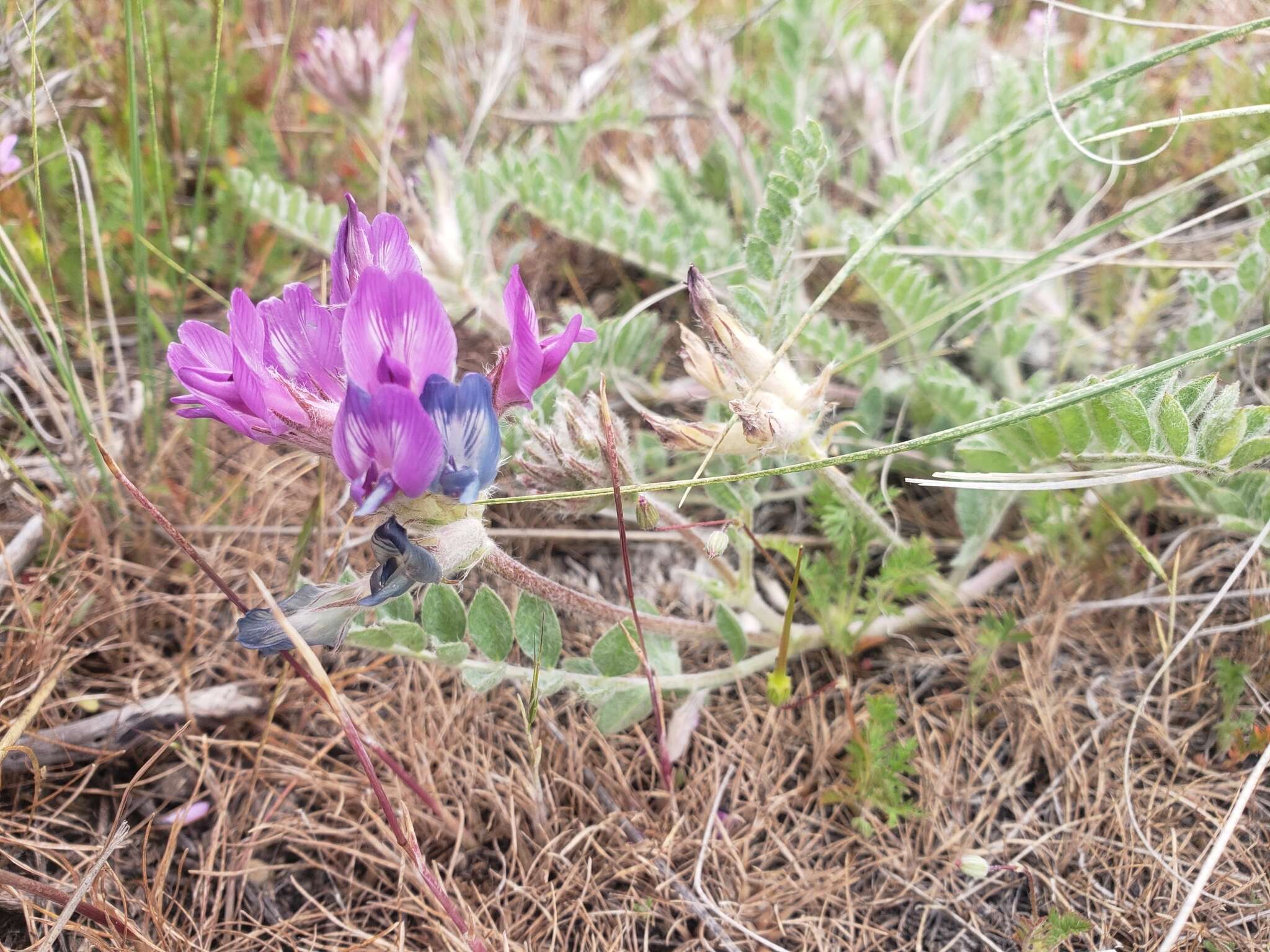 Image of bent milkvetch