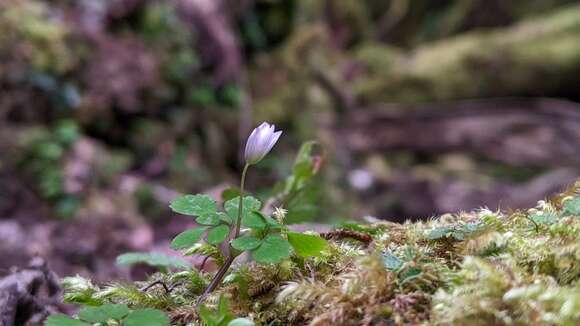 Image de Dichocarpum adiantifolium (Hook. fil. & Thomson) W. T. Wang & P. K. Hsiao