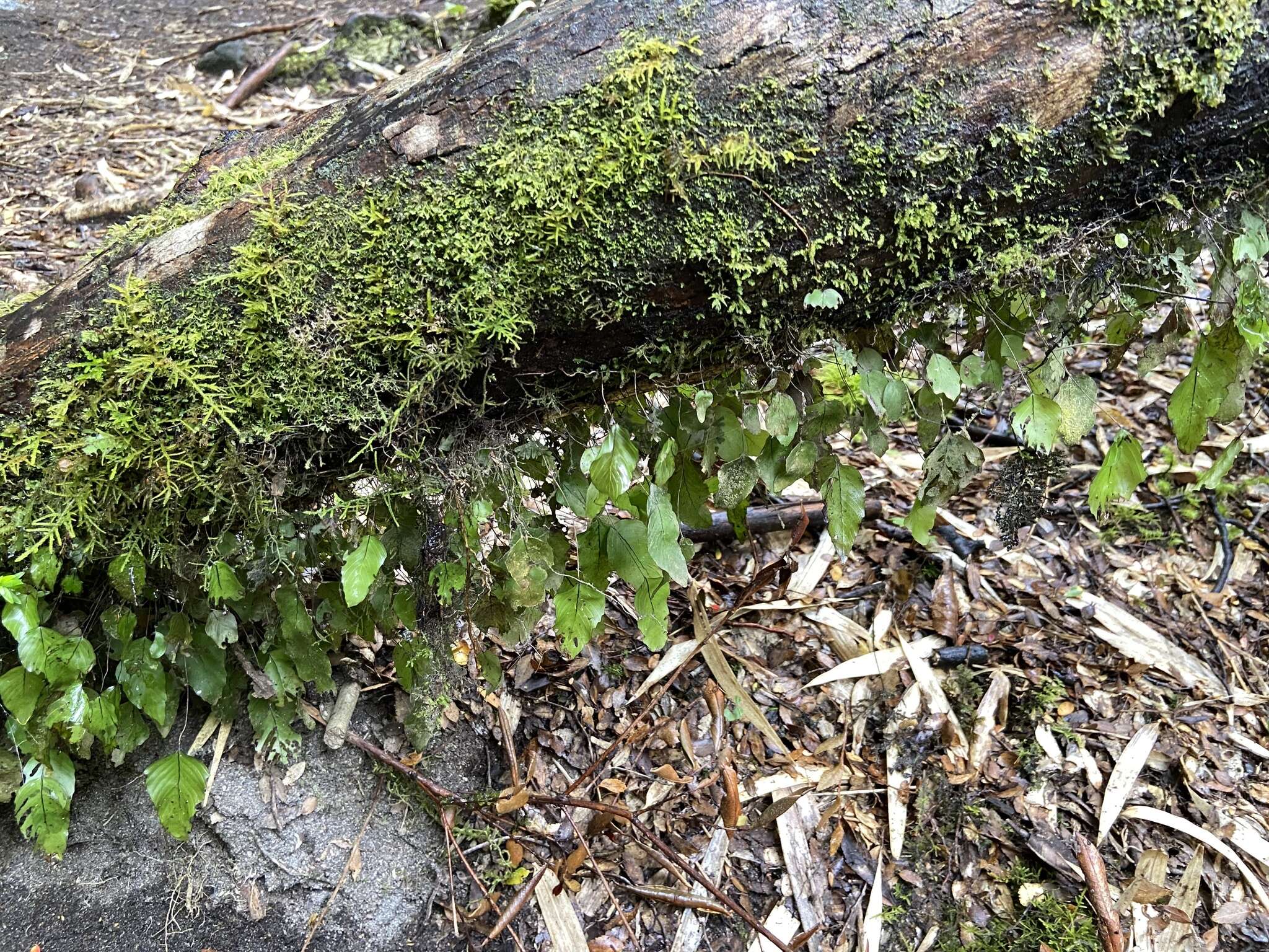 Image of Hymenophyllum cruentum Cav.