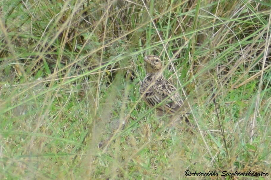 Image of Oriental Skylark